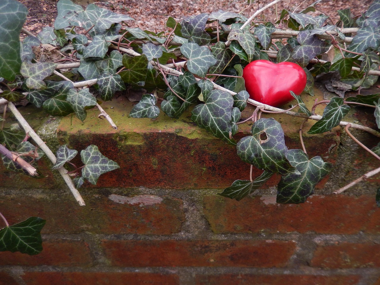Heart Wall Ivy - Free photo on Pixabay