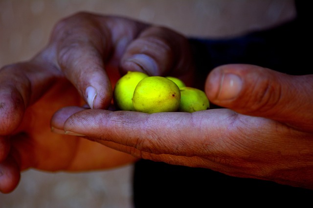 Hände, Landwirtschaft, Argan, Argansamen