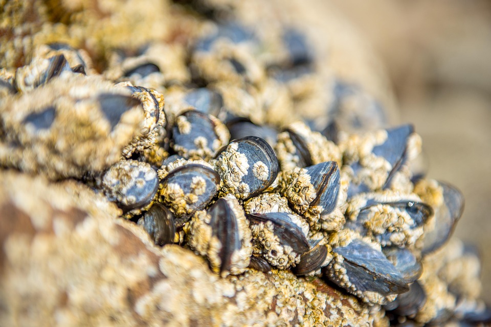 Open Shell Calm Beautiful - Free photo on Pixabay