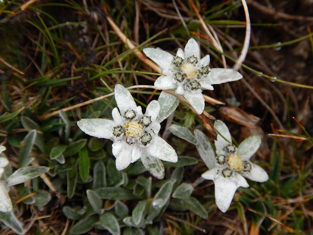 Free Edelweiss Alpine Flower photo and picture