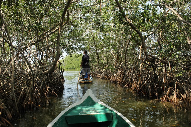 Colombia, Mangrove, Natur, Caribien