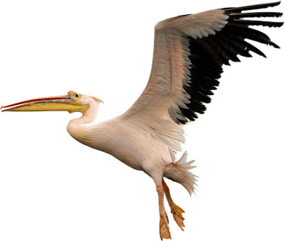 Vogel, Fliege, Weiß, Pelikan, Natur