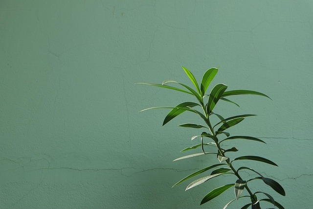 Free Green Plant photo and picture