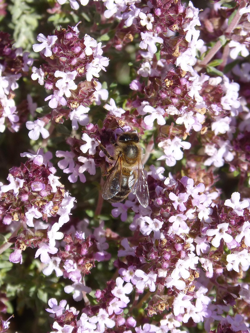 200+ Free Thyme & Herbs Images Pixabay