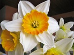 two-coloured daffodils, easter, spring