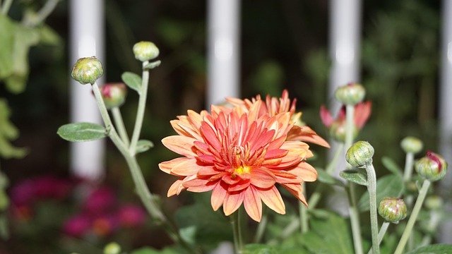 Free Chrysanthemum Small Chrysanthemum photo and picture