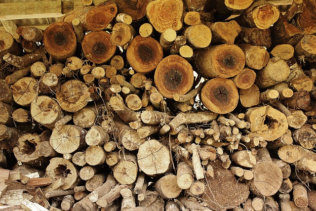 Free Wood Tree photo and picture