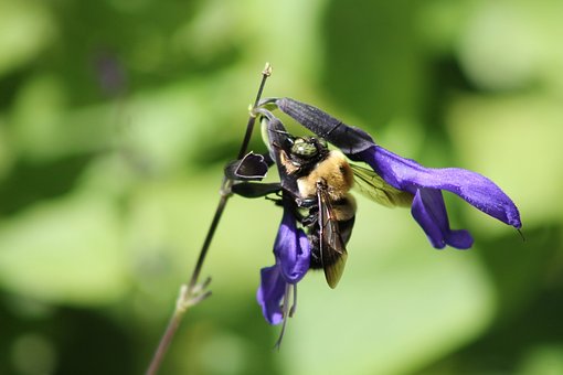 Bie, Blomst, Lilla, Natur, Insekt, Grønn