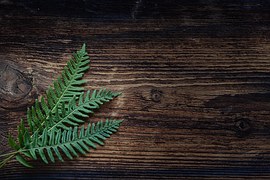 Fern, Small Fern, Green, Plant