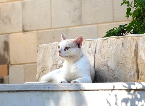 Katten, Sten, Granit, Gradvist, Hvid
