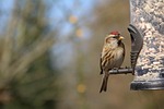 lesser redpoll, redpoll, garden bird