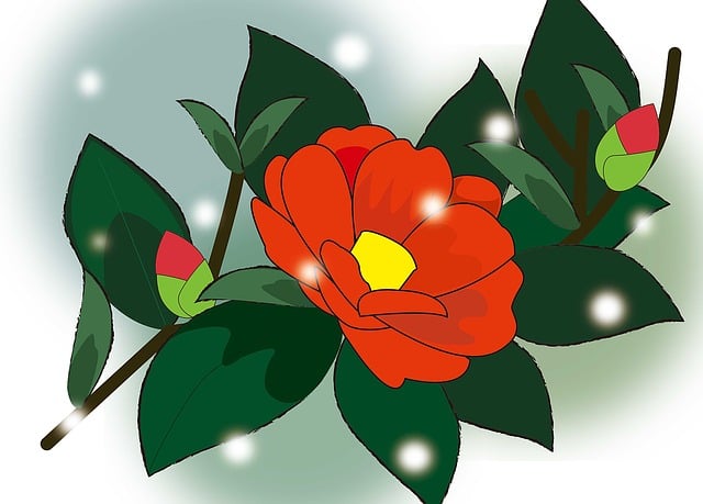 Free camellia winter red illustration