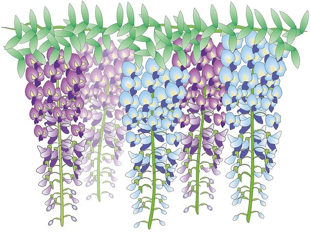 Free wisteria flowers nature illustration