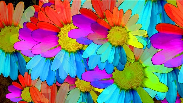 Free marguerite flower blossom illustration