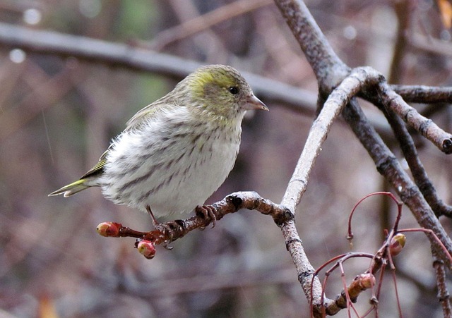 Free Nature Birds photo and picture
