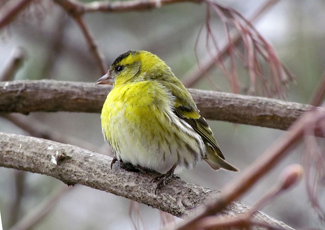 Free Nature Birds photo and picture