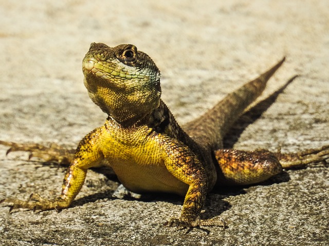 Free Lizard Animal photo and picture