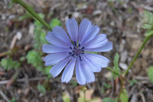 Free Chicory Flower Nature photo and picture
