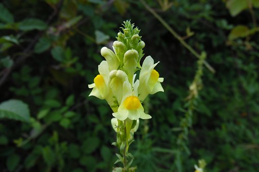 Free Linaria Vulgaris Flower photo and picture