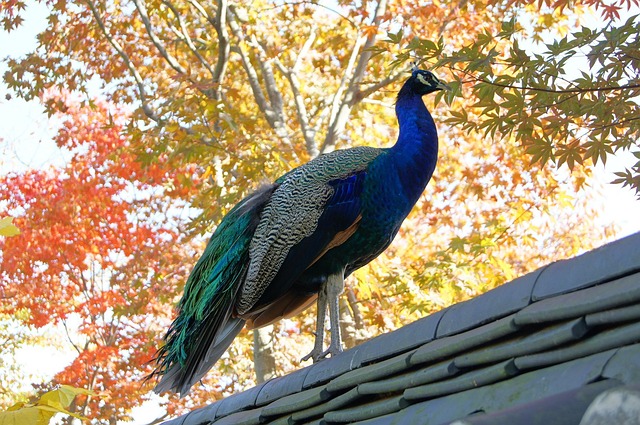 Free Pheasant New photo and picture