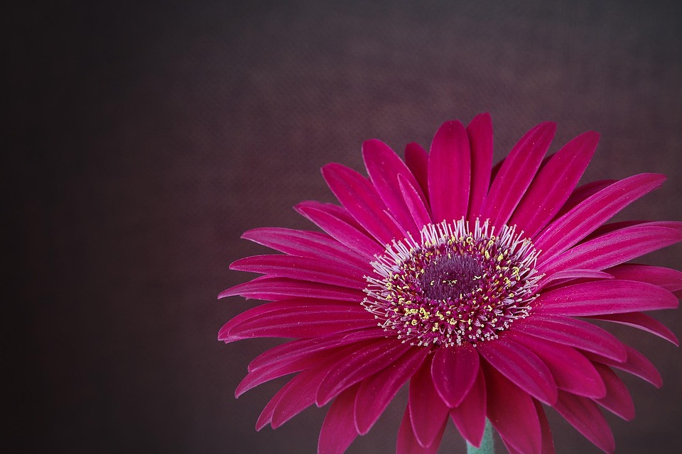 非洲菊 花 开花 - Pixabay上的免费照片 - Pixabay