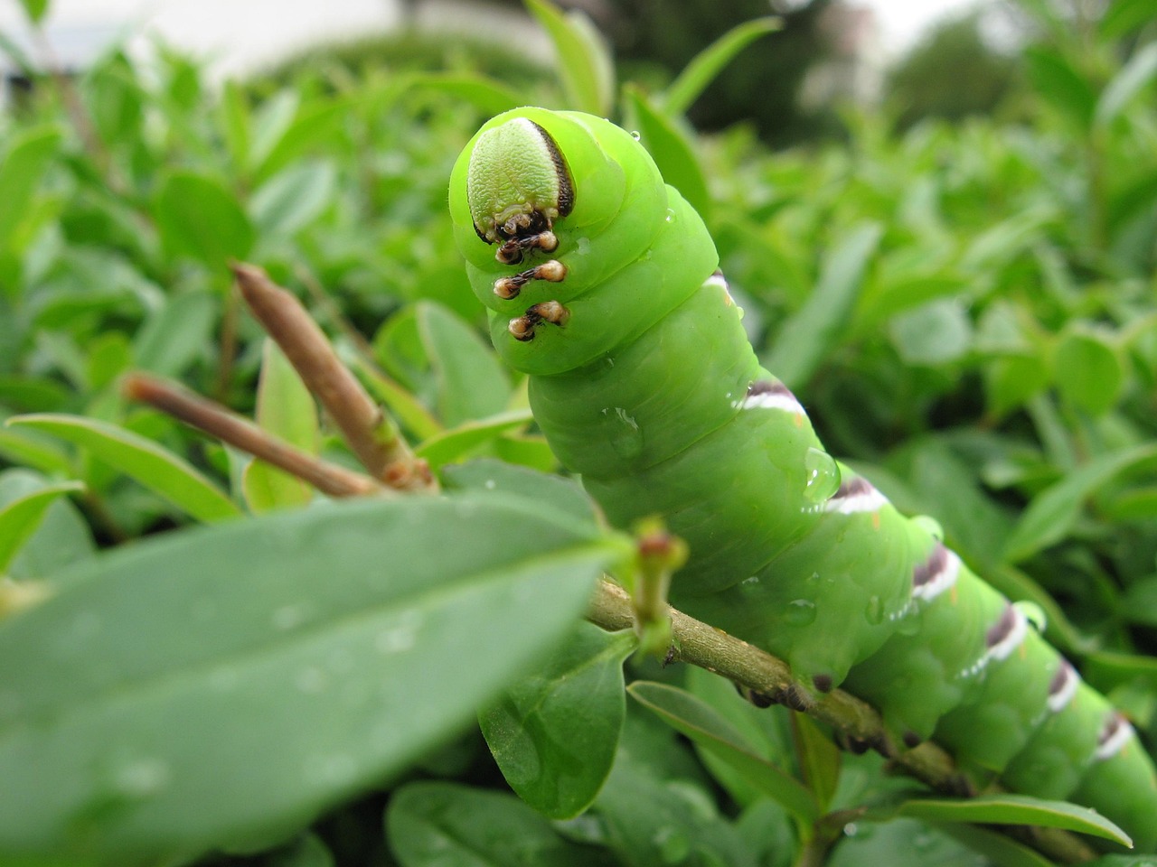 oruga up