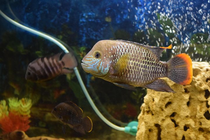 40+ Free Piranha & Fish Images