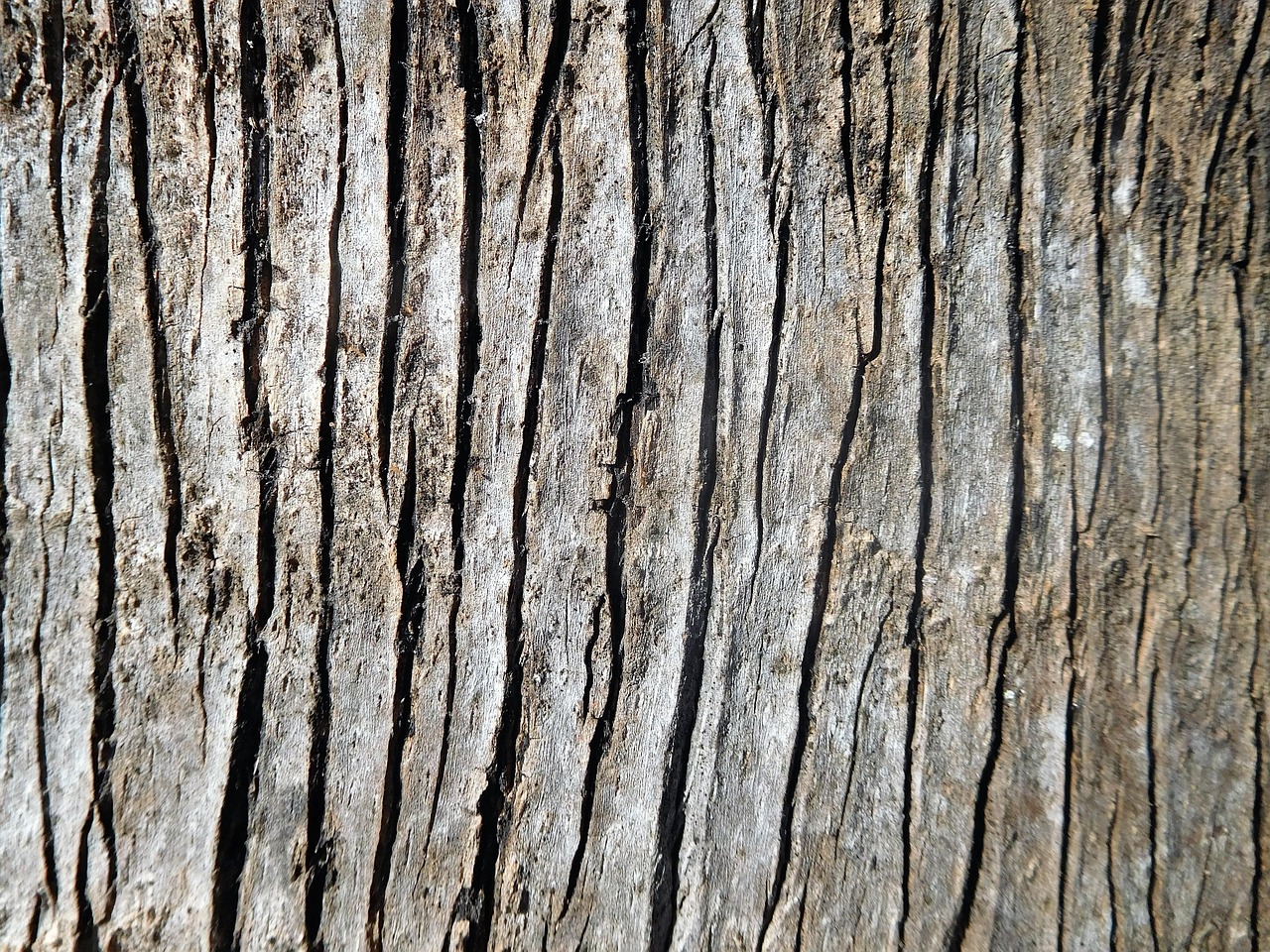 A Bark Of Palm Tree Free photo on Pixabay Pixabay