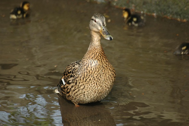 Free Duck Wild Duck photo and picture