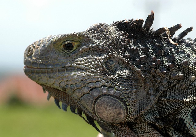 Free Lizard Bali photo and picture