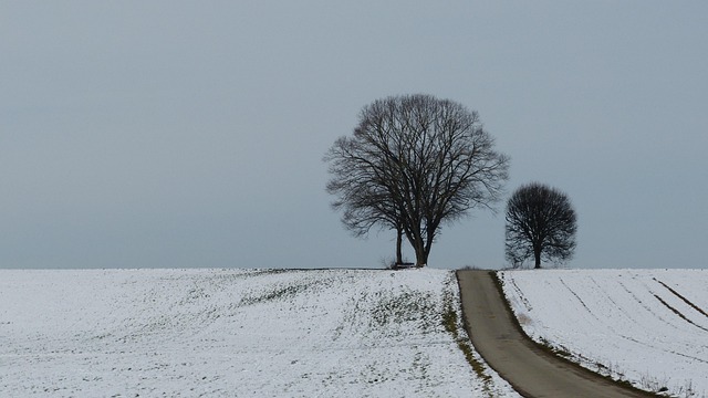 Free Winter Tree photo and picture
