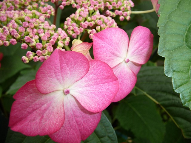 Free Flower Close Up photo and picture
