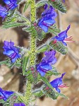 ο, common bugloss, foxglove