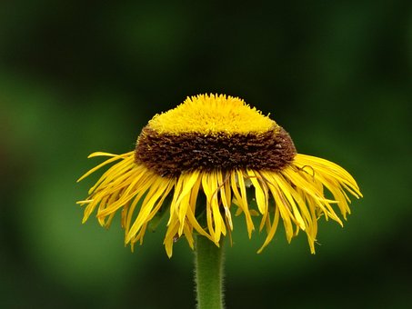 Flor, Fondo De La Flor, Flores