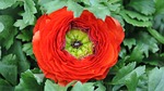 ranunculus, red goldilocks, flower