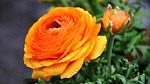 ranunculus, orange, goldilocks