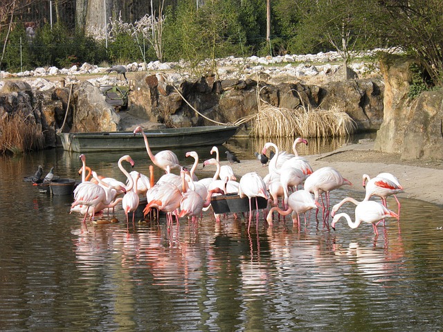 Free Animals Nature photo and picture