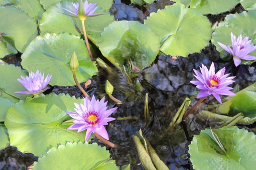 Blomst, Lilly Pad, Vakre Blomster, Vann