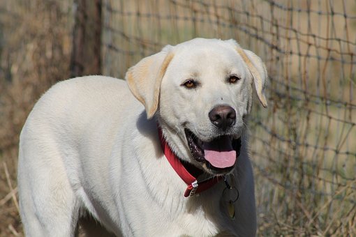 Hvit, Hund, Kompis, Søt, Innenlands