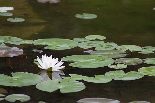 Vann, Puten, Blomst Tapet, Lilje, Natur