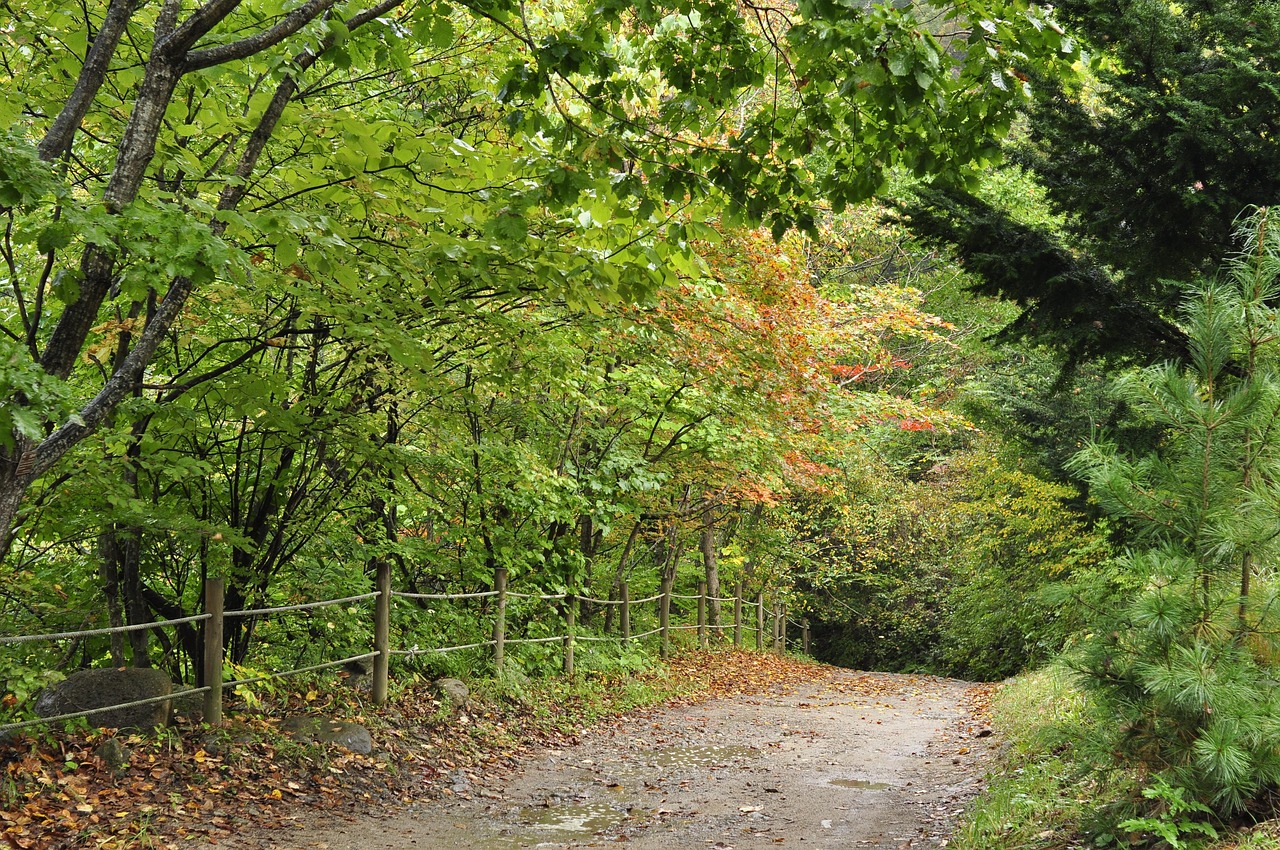 300以上の無料山道&自然画像 - Pixabay