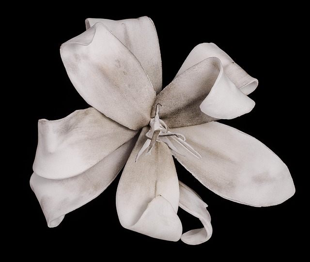 Lilie, Weiss, Blüte