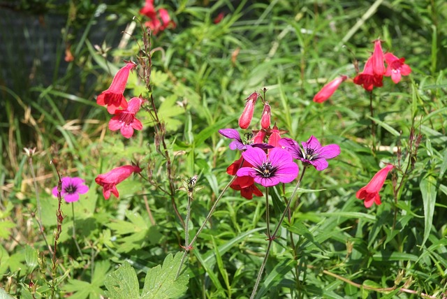 Free Flowers In Wild Grass photo and picture