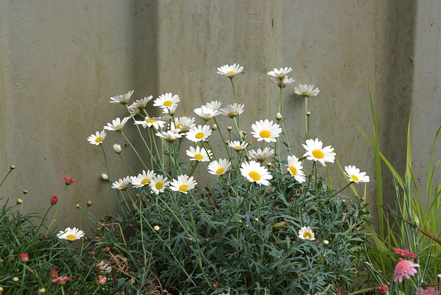 Free Wild Daisies Dog Daisies photo and picture