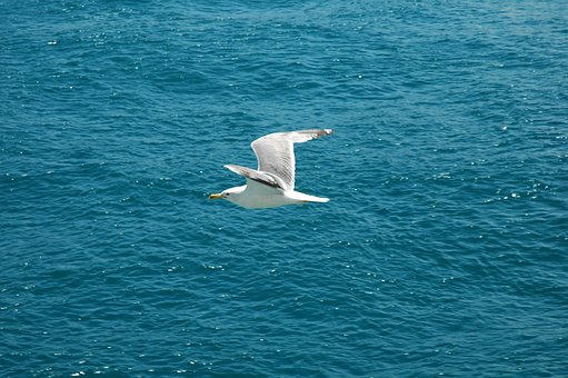 Hav, Måge, Flyve