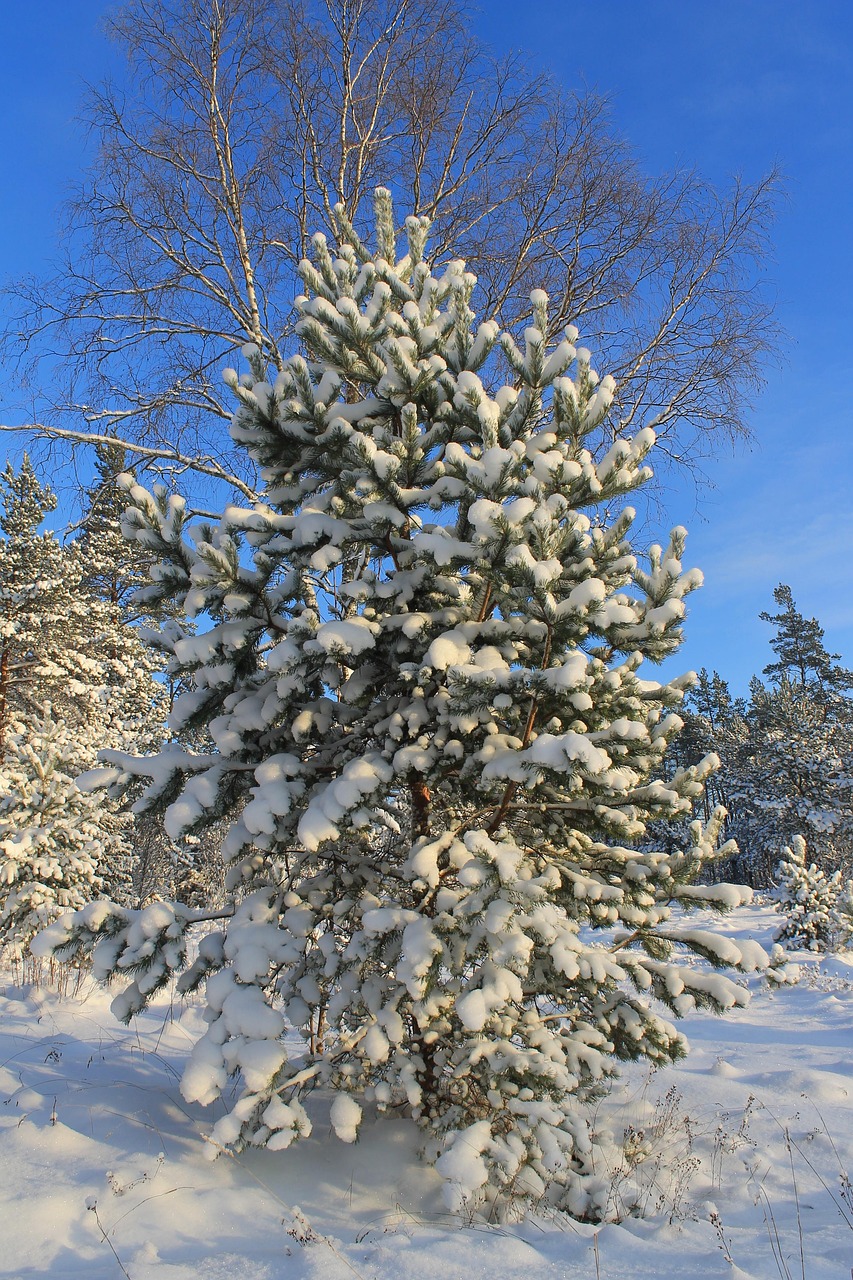 冬天 松树 雪 - Pixabay上的免费照片 - Pixabay