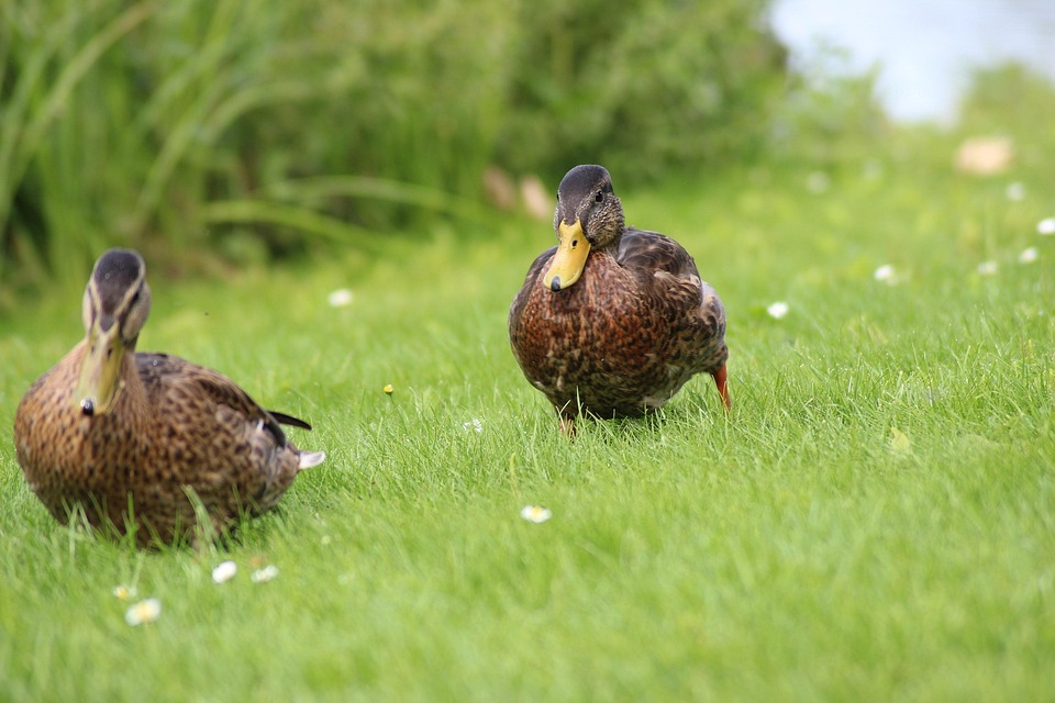 Ducks Meadow Spring - Free photo on Pixabay - Pixabay