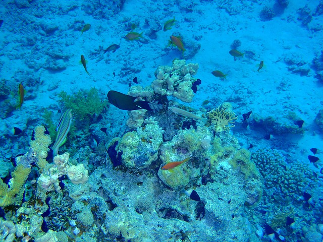 Das Rote Meer, Fische, Korallen