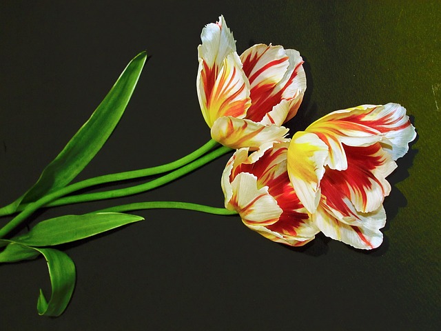 Free Plants Flowers photo and picture