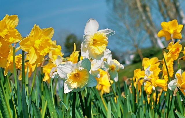 Free Daffodils Yellow photo and picture